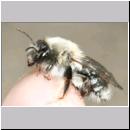 Andrena vaga - Weiden-Sandbiene -01- w04a 13mm.jpg